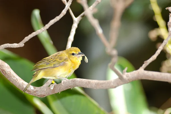 Finch jaune des prairies avec plume dans le bec — Photo