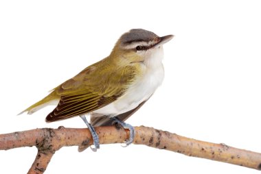 bir kadın altın finch closeup