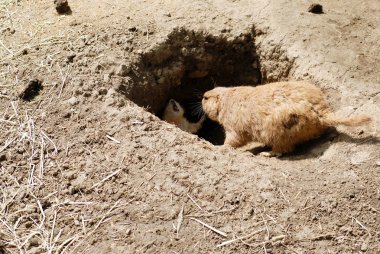 Anne ve bebek Çayır köpeği'den tarafından