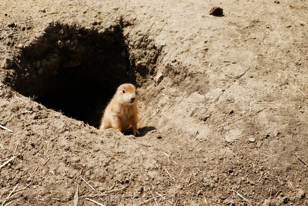 Baby prairie dog by his den — Stock Photo, Image