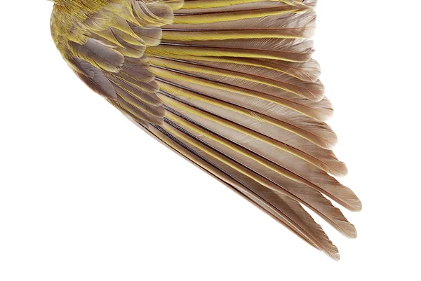 Zbliżenie kobiece Zięba złote skrzydło — Zdjęcie stockowe