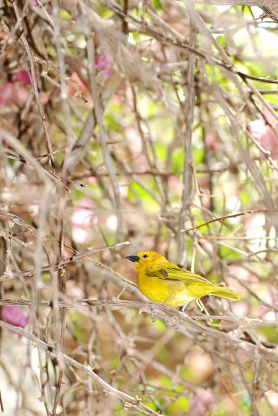 Finch amarelo de pastagem — Fotografia de Stock