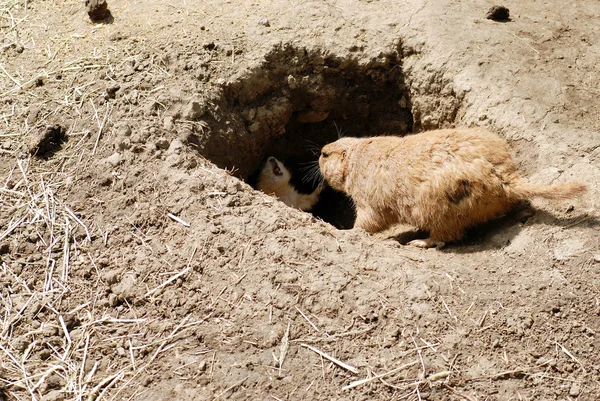母亲和婴儿草原土拨鼠的窝 — 图库照片