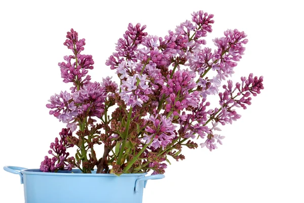 Фиолетовые сиреневые цветы в ведре — стоковое фото