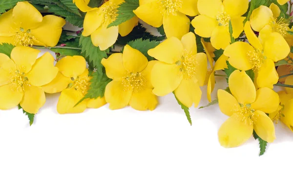 Zlatice květiny — Stock fotografie