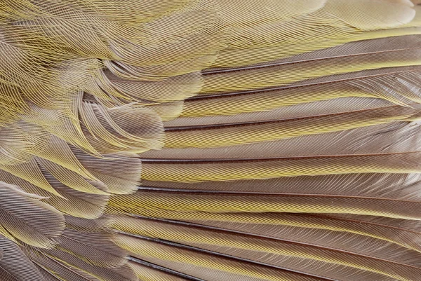 Piume di uccello macro — Foto Stock