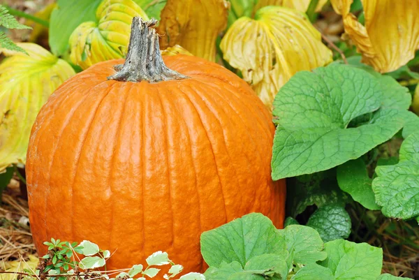 Closeup pumpkin with plants — 스톡 사진