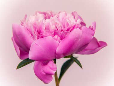 pembe paeony çiçek