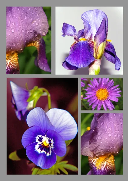 Collection of violet flowers — Stock Photo, Image