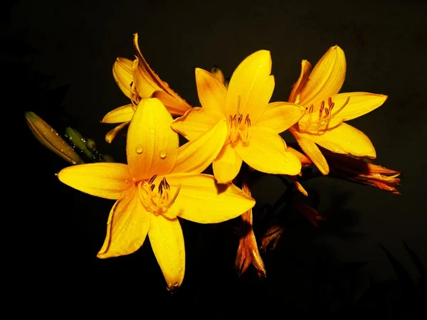 stock image Hemerocallis