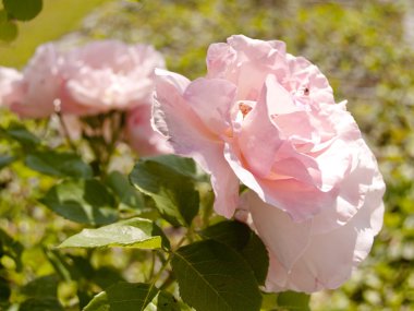 Rosa pastello, gül pembe tırmanma