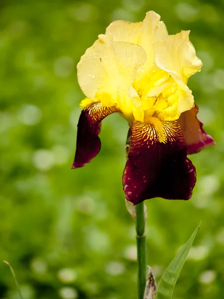 stock image Yellow and brown iris barbata flower