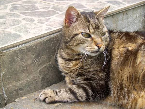 Brindle gato tendido en terraza — Foto de Stock