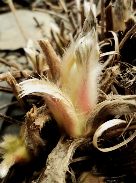 Erste Frühjahrspflanze — Stockfoto