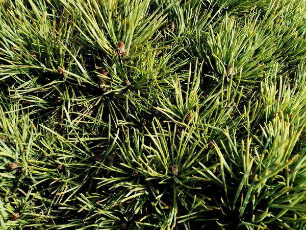 Textura de agulhas de pinheiro verde — Fotografia de Stock