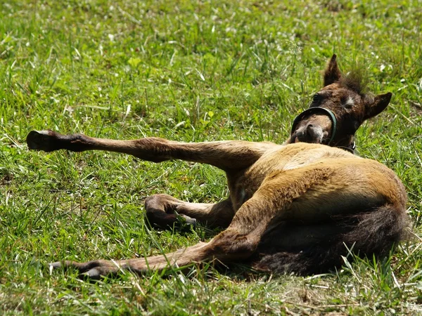 棕色柯尔特躺在草 — 图库照片