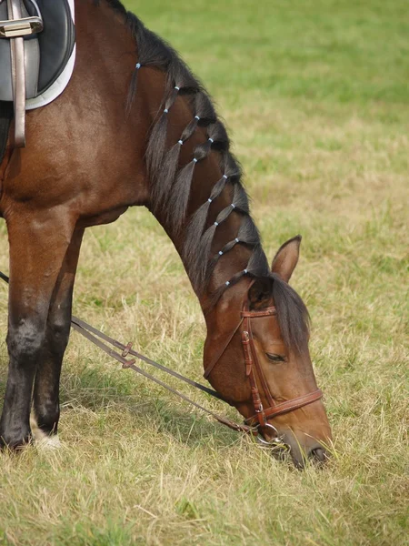 Коричневая лошадь питается на пастбище — стоковое фото