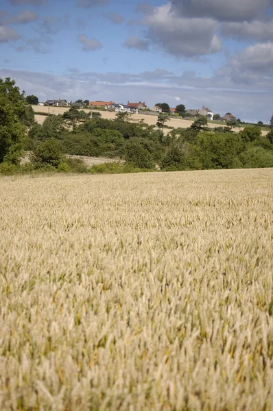 Pšeničné pole a domy — Stock fotografie