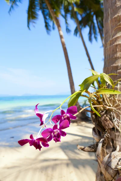 Orchidées sur la plage — Photo