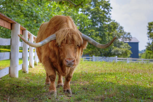 Шотландский горный бык — стоковое фото