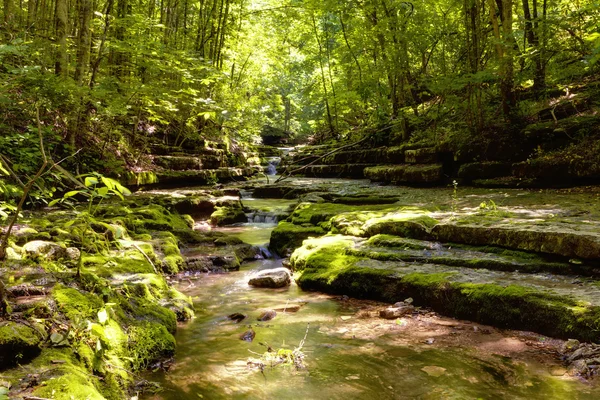 Поток в лесу — стоковое фото