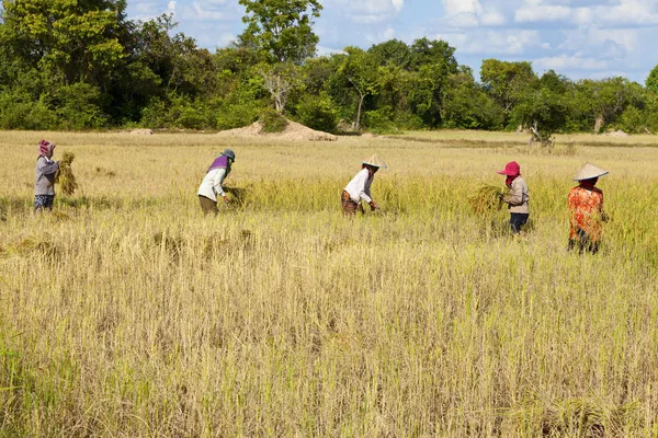 Pirinç hasat — Stok fotoğraf