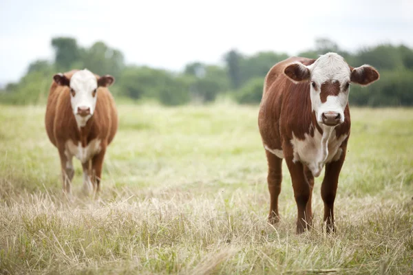 Bruin rundvlees koeien in veld — Stockfoto