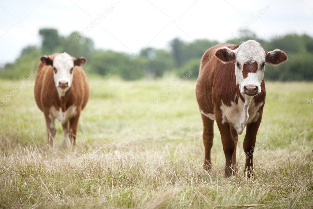 Brown Beef Cows in Field