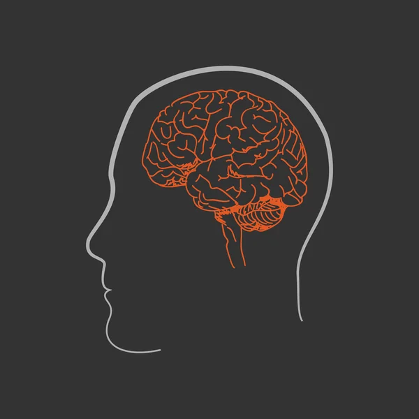 Humanes Gehirn — Stockvektor