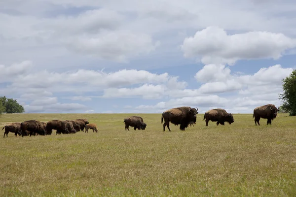 Manada de búfalos de pastoreio — Fotografia de Stock