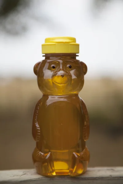单吃蜂蜜的熊 — 图库照片