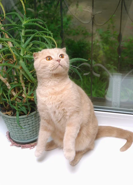 Portrét červený skotský fold kočka — Stock fotografie