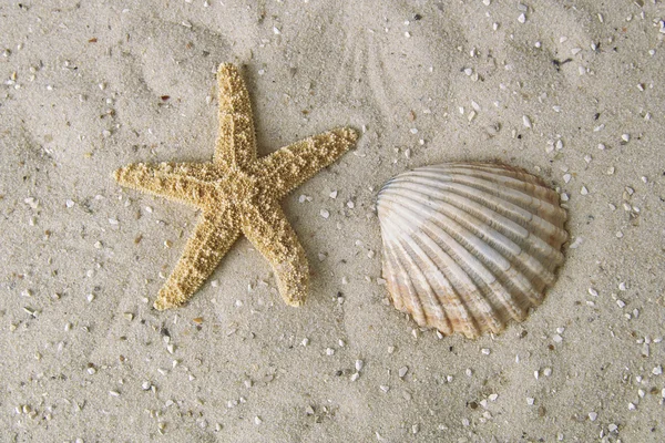 Starfish and mussel — Stock Photo, Image