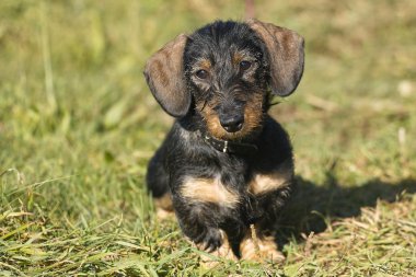 Wire-haired dachshund clipart