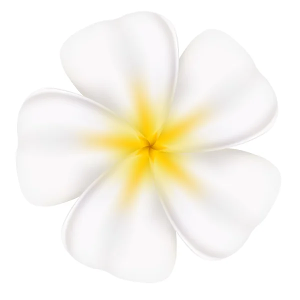 Belle frangipani — Image vectorielle