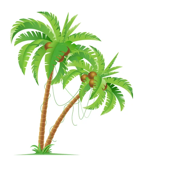 Palmeira —  Vetores de Stock