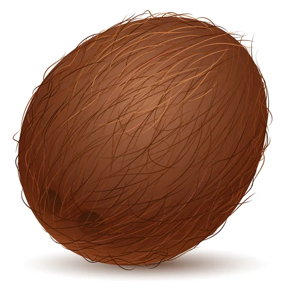 Realistic coconut — Stock Vector