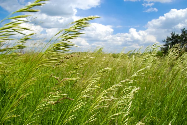 stock image Green summer field