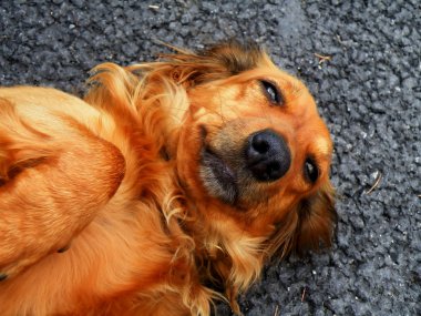 Dachshund. Ayrıntı