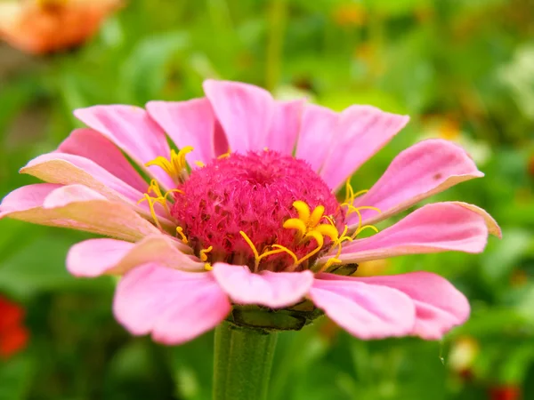 Detalhe macro de flor — Fotografia de Stock