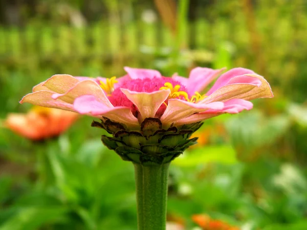 Detalhe macro de flor — Fotografia de Stock