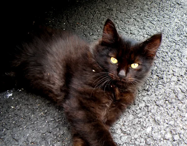 검은 고양이의 세부 사항 — 스톡 사진