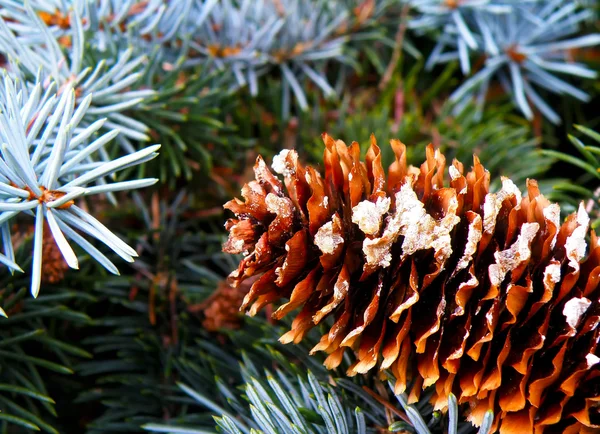 Detail of cone and silver spruce — Stock Photo, Image