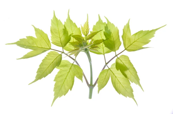 Grön kvist — Stockfoto