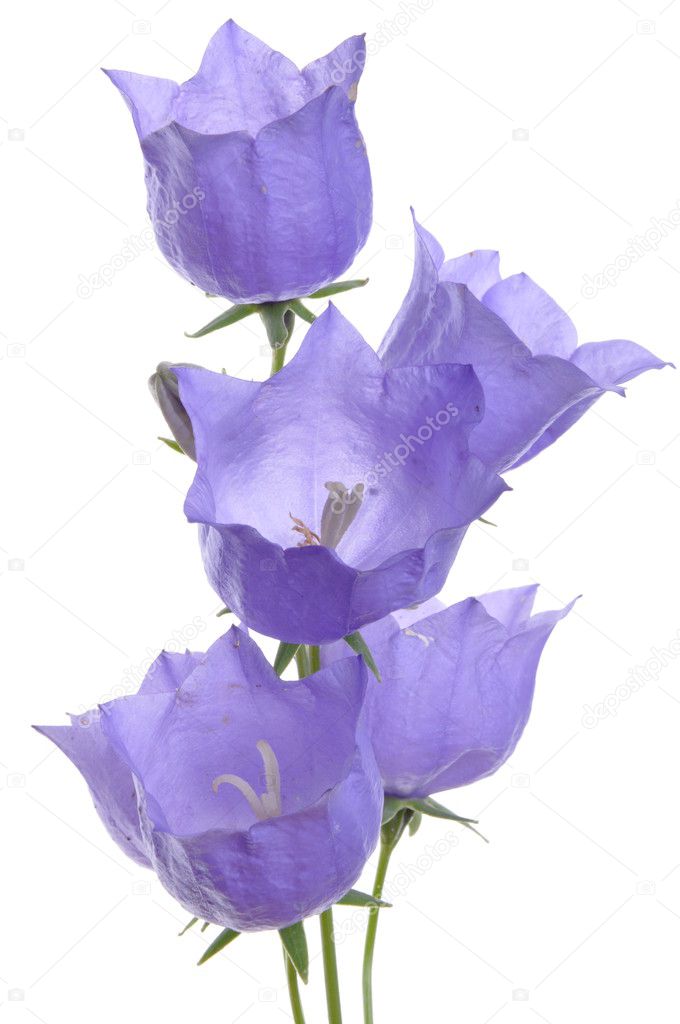 Delicate purple bell flower