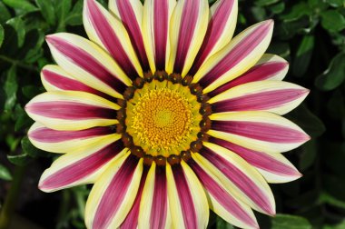 Tek gazania