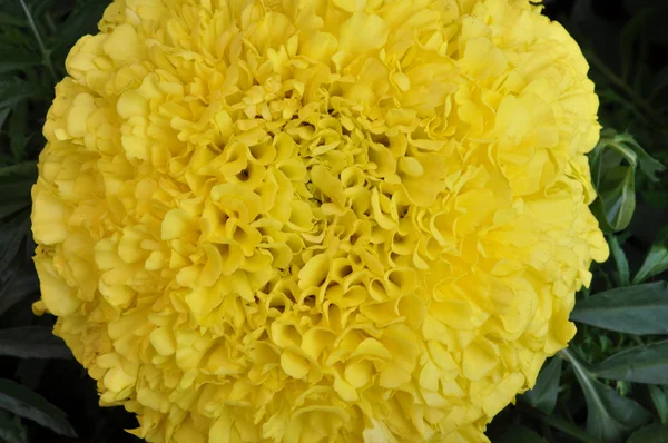 Żółty kwiat pełny — Zdjęcie stockowe