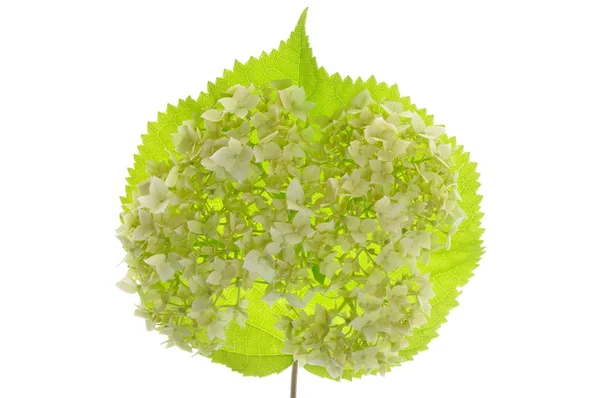 Hydrangea flower on leaf — Stock Photo, Image