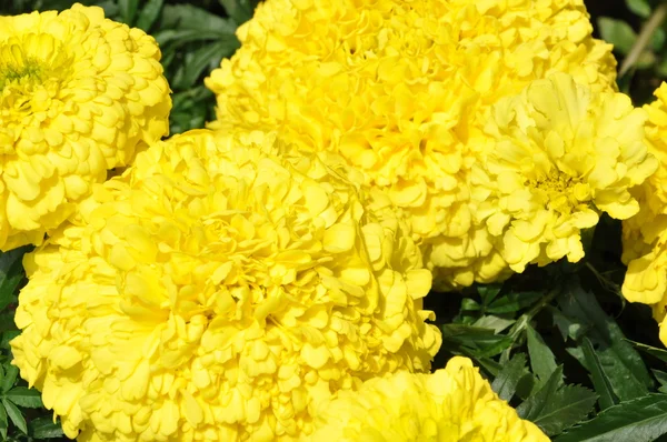 stock image Yellow flowers