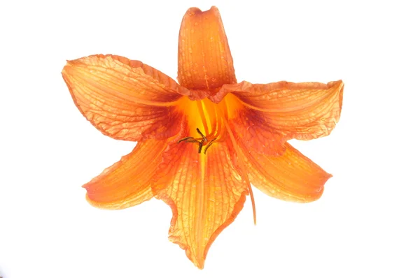 橙色的百合花花 — 图库照片